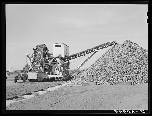 Sugar beets are piled over flumes before processing at factory. Brighton, Colorado