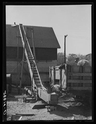 Storing shelled corn in elevator. Grundy County, Iowa