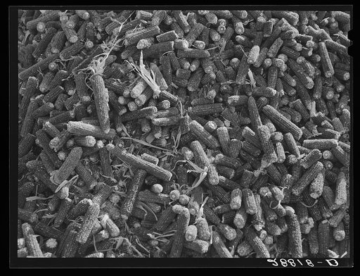 Untitled photo, possibly related to: Corn cobs. Grundy County, Iowa
