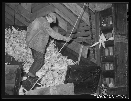 Unloading corn for storage. Fred Coulter farm. Grundy County, Iowa