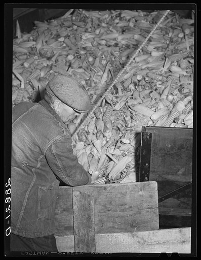 Untitled photo, possibly related to: Unloading corn for storage. Fred Coulter farm. Grundy County, Iowa
