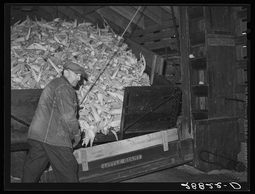Untitled photo, possibly related to: Unloading corn for storage. Fred Coulter farm. Grundy County, Iowa