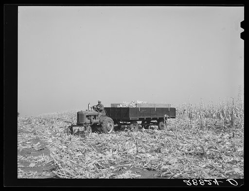 Fred Coulter with load of hybrid corn. Grundy County, Iowa