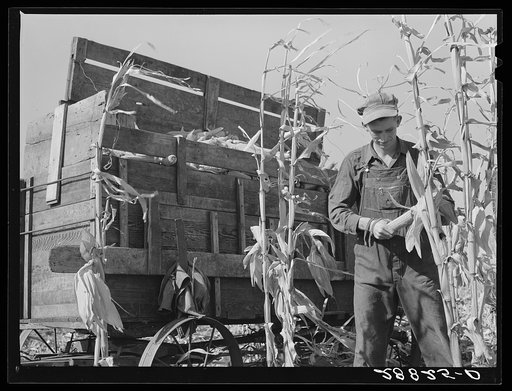 Eugene Crouse, champion cornhusker. Grundy County, Iowa