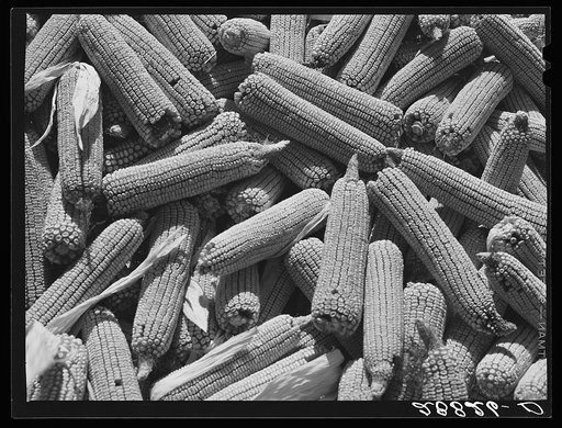 Untitled photo, possibly related to: Corn ears. Grundy County, Iowa