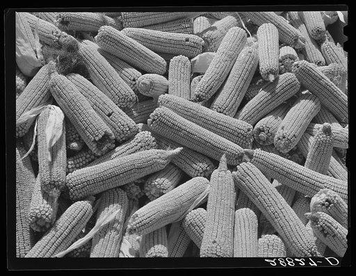 Corn ears. Grundy County, Iowa
