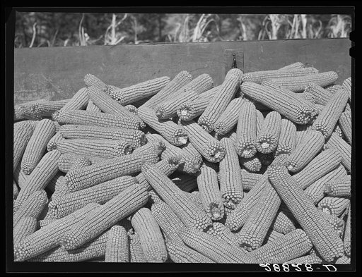 Untitled photo, possibly related to: Corn ears. Grundy County, Iowa