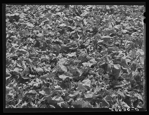Autumn leaves. Grundy Center, Iowa