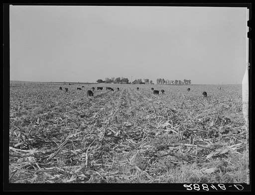 Untitled photo, possibly related to: Cows eat corn left in the field by mechanical corn picker. Grundy County, Iowa