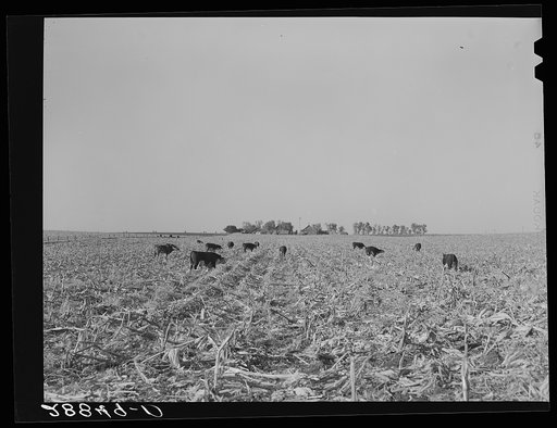 Cows eat corn left in the field by mechanical corn picker. Grundy County, Iowa