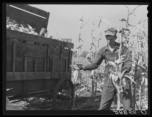 Eugene Crouse, champion cornhusker. Grundy County, Iowa