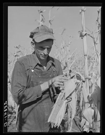 Eugene Crouse, champion cornhusker who husked 3300 pounds in eighty minutes--a world's record. Grundy County, Iowa