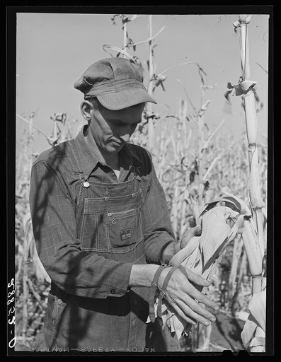 Untitled photo, possibly related to: Eugene Crouse, champion cornhusker who husked 3300 pounds in eighty minutes--a world's record. Grundy County, Iowa