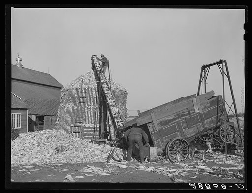 Storing corn in temporary crib. Grundy County, Iowa