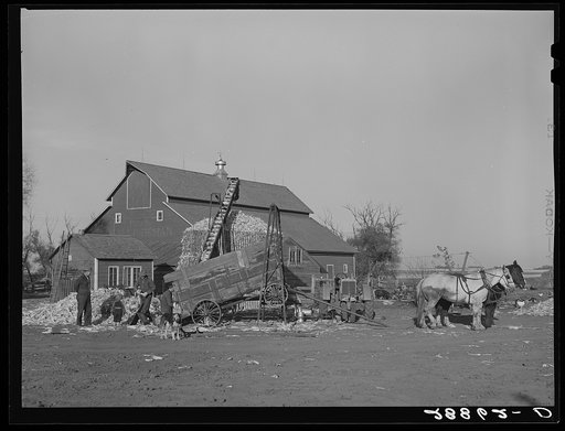 Storing corn during harvest. Grundy County, Iowa