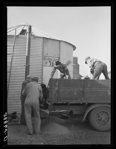 Storing corn in ever-normal granary bins. Grundy Center, Iowa