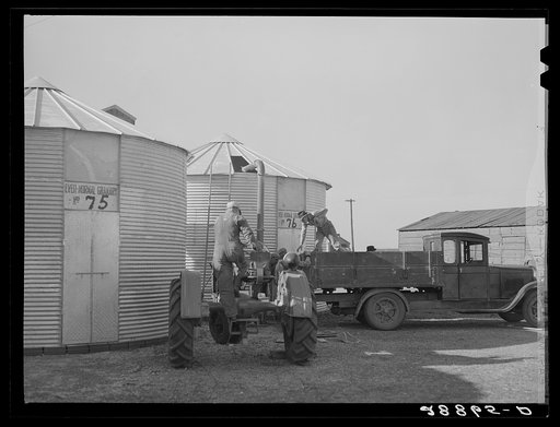 Storing corn in ever-normal granary bins. Grundy Center, Iowa