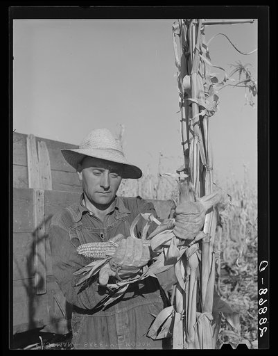 Husking corn. Grundy County, Iowa
