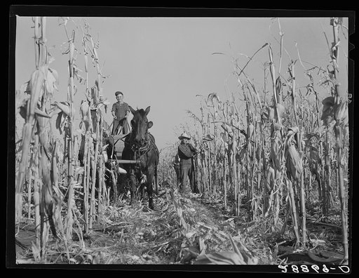 Husking corn. Grundy County, Iowa