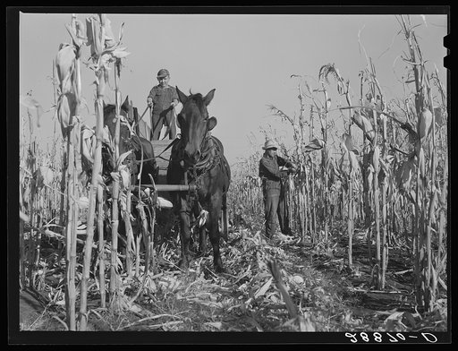 Untitled photo, possibly related to: Husking corn. Grundy County, Iowa