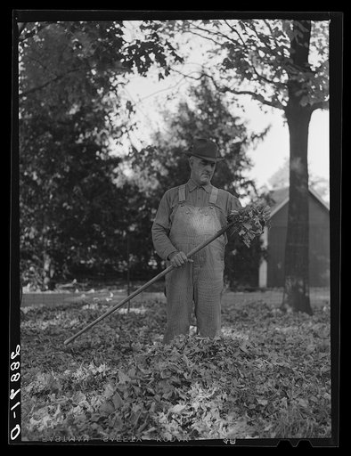Farmer raking leaves. Grundy County, Iowa