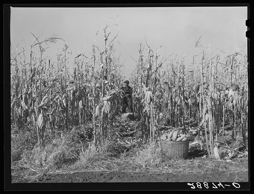 Husking corn for yield. Fred Ukro Farm. Grundy County, Iowa