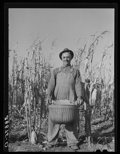 Fred Ukro with corn husked for yield test. Grundy County, Iowa