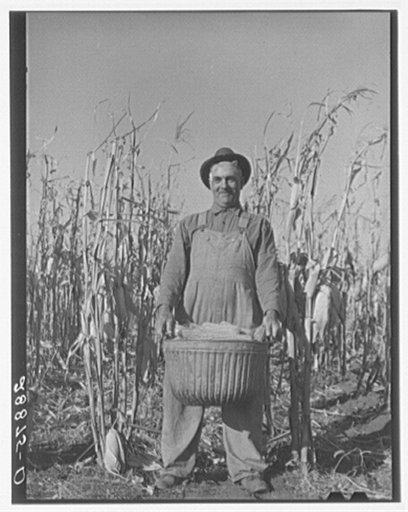 Fred Ukro with corn husked for yield test. Grundy County, Iowa