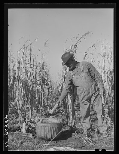 Untitled photo, possibly related to: Fred Ukro with corn husked for yield test. Grundy County, Iowa