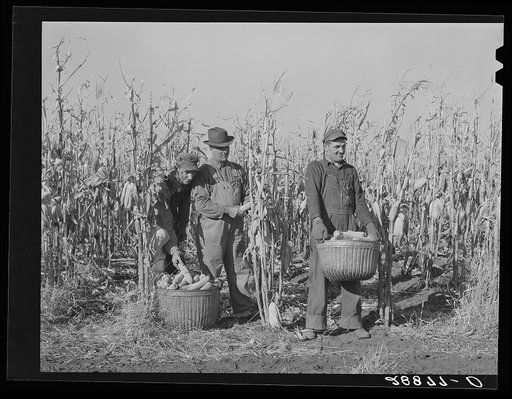 Untitled photo, possibly related to: Fred Ukro with corn husked for yield test. Grundy County, Iowa