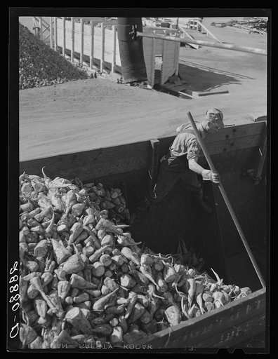 Untitled photo, possibly related to: Unloading sugar beets at factory. Brighton, Colorado