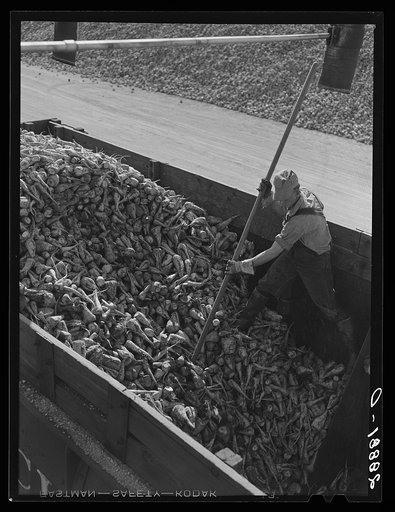 Unloading sugar beets at factory. Brighton, Colorado