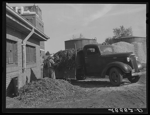 Farmer buys sugar beet tops for feed. Brighton, Colorado