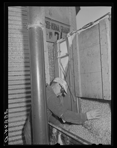 Storing corn in ever-normal granary bin. Grundy County, Iowa