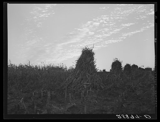 Untitled photo, possibly related to: Shocks of corn. Pettis County, Missouri