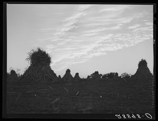 Shocks of corn. Pettis County, Missouri