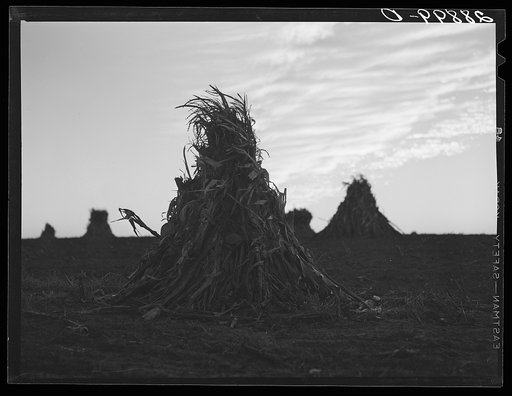 Untitled photo, possibly related to: Shocks of corn. Pettis County, Missouri