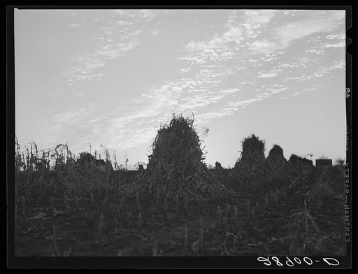 Shocks of corn. Pettis County, Missouri