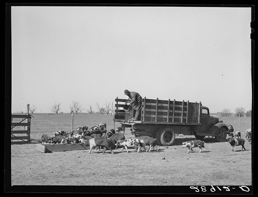 Untitled photo, possibly related to: Cooperative farms are stocked with the highest grade of livestock. Osage Farms, Missouri
