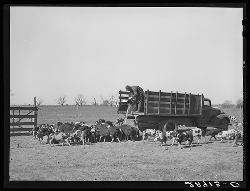 Cooperative farms are stocked with the highest grade of livestock. Osage Farms, Missouri