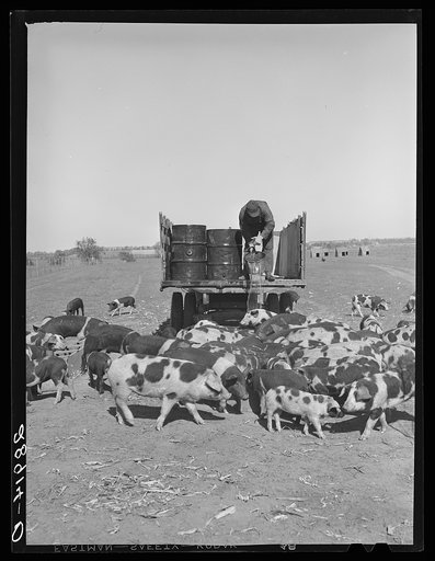 Most of the feed for the 715 hogs at Hillview is raised on the cooperative farm. Osage Farms, Missouri