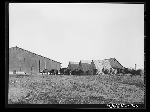 Hogs at Bois d'Arc cooperative. Osage Farms, Missouri