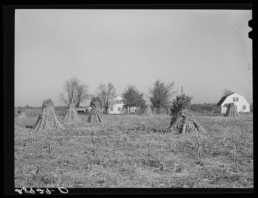 Largo is a major feed crop on the Bois d'Arc cooperative farm. Osage Farms, Missouri