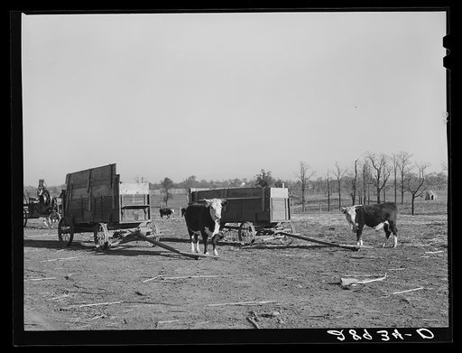 Purebred Herefords are raised and fattened for the market at the Bois d'Arc cooperative. Osage Farms, Missouri