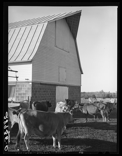 Untitled photo, possibly related to: Part of the dairy herd at Bois d'Arc cooperative. Osage Farms, Missouri