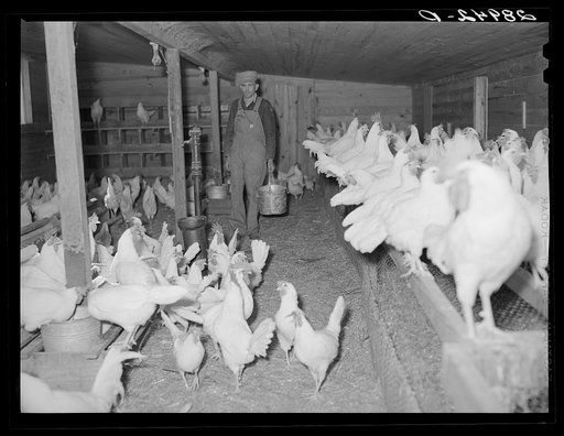 Untitled photo, possibly related to: Part of the dairy herd at Bois d'Arc cooperative. Osage Farms, Missouri