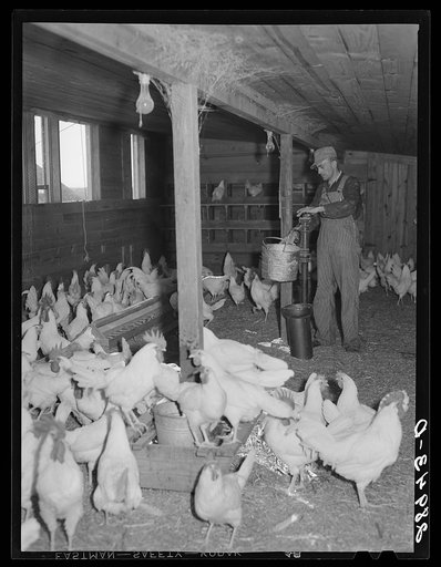 There are 1800 chickens and 2000 pullets at the Bois d'Arc cooperative. Osage Farms, Missouri