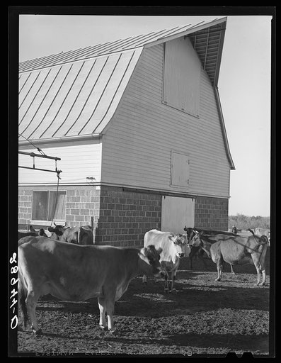 Part of the dairy herd at Bois d'Arc cooperative. Osage Farms, Missouri
