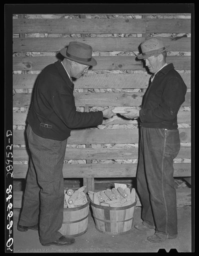 Hybrid corn salesman. Cornhusking contest. Marshall County, Iowa