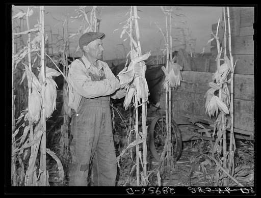 Fred Maschman, tenant purchase client, husking corn. Iowa County, Iowa
